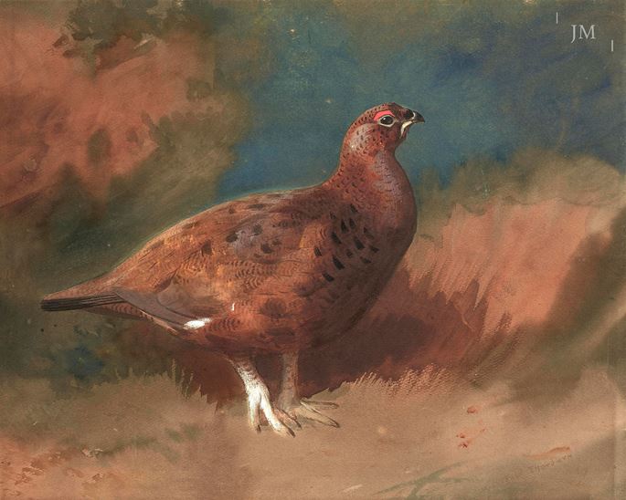 Archibald Thorburn - A Red Grouse | MasterArt